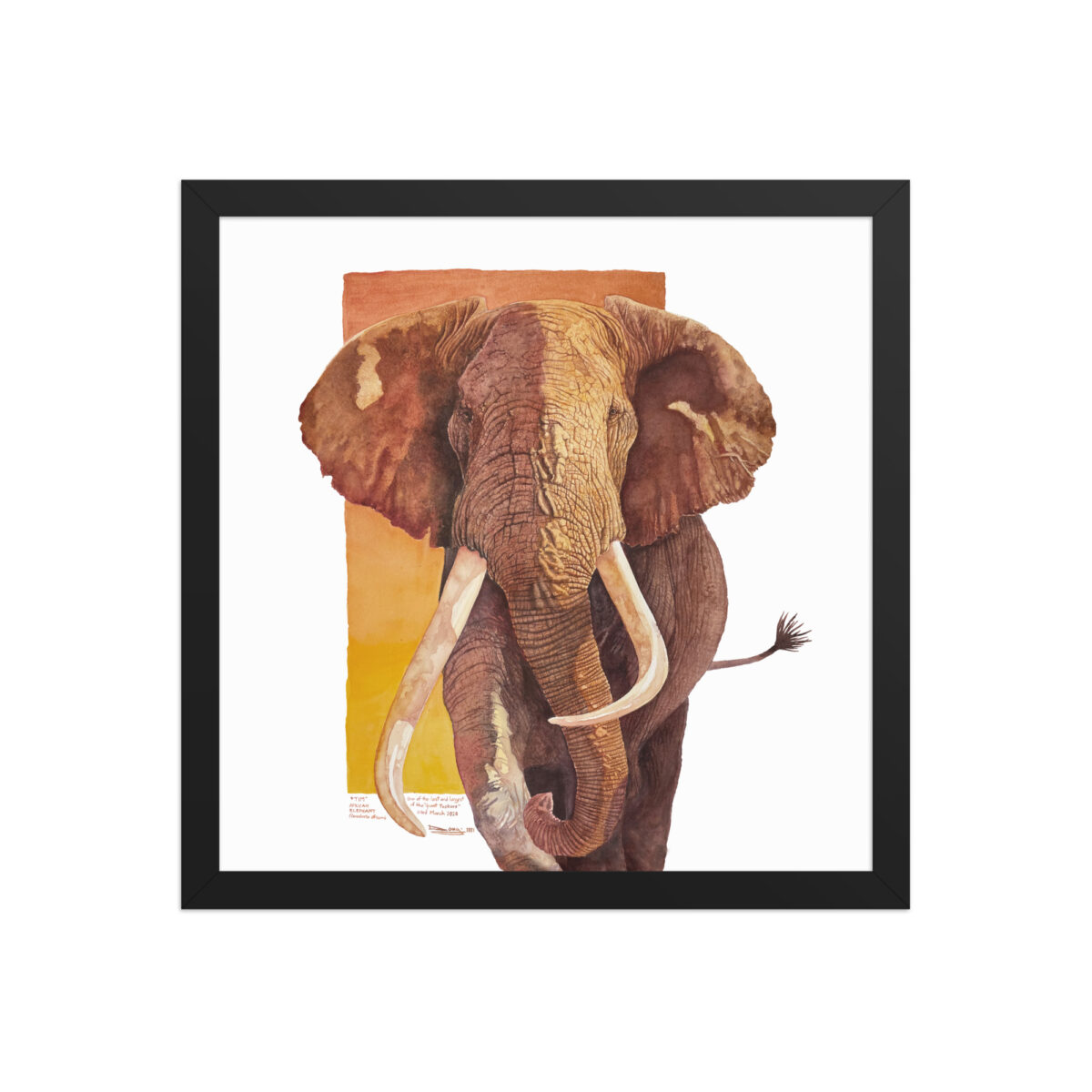 Framed poster, "Tim", one of the last of the giant tuskers - Image 6