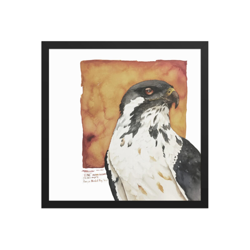 Framed poster, "Gene" the augur buzzard from KBOPT - Image 5