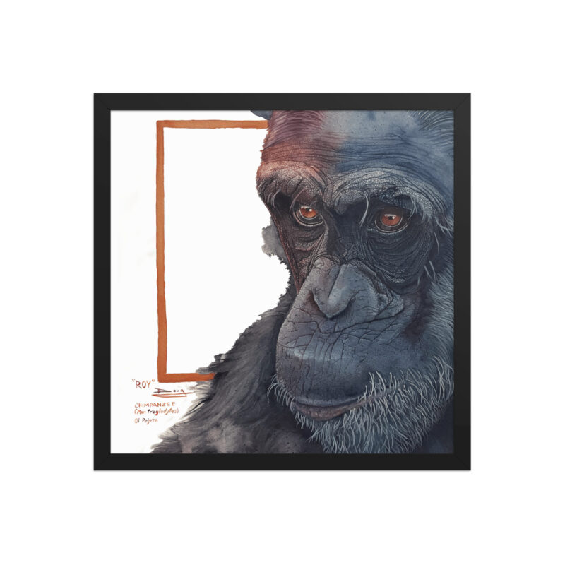 Framed poster, Roy, a chimp from Sweetwaters - Image 7