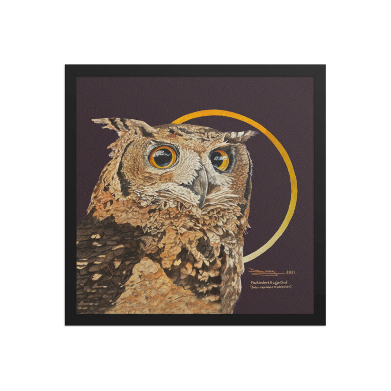 Framed poster, Mackinder's eagle owl - Image 7