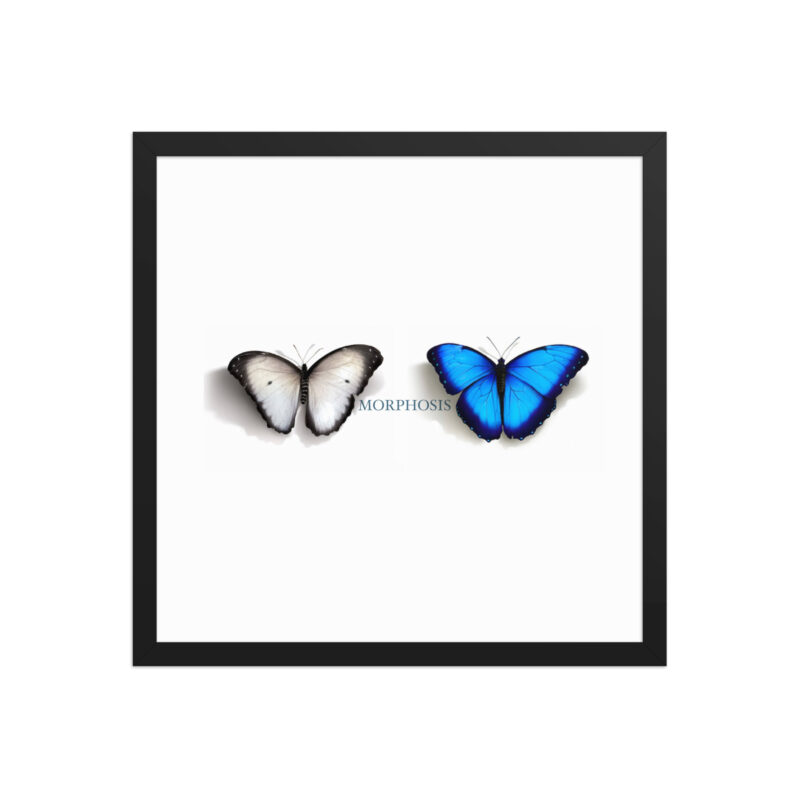 Framed poster, morpho (Morpho peleides) and white (Pieris rapae) butterflies: morphosis - Image 9