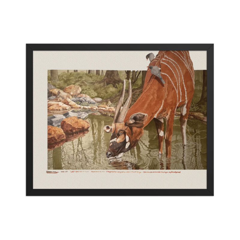 Framed poster, Mountain bongo - Image 4