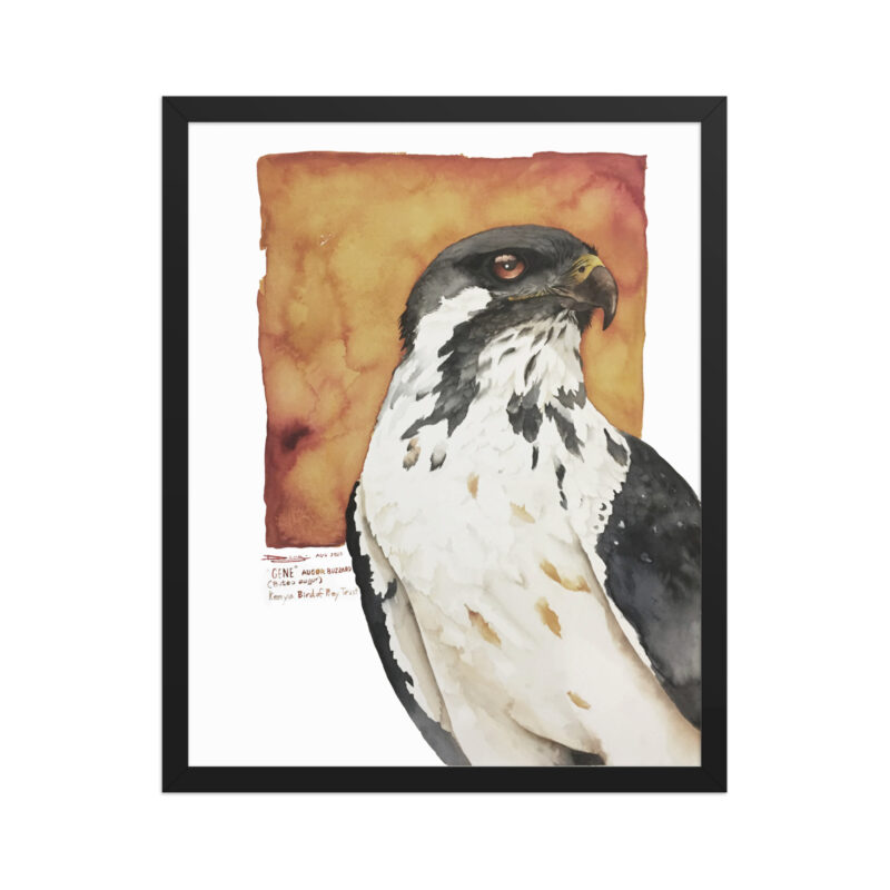 Framed poster, "Gene" the augur buzzard from KBOPT - Image 6