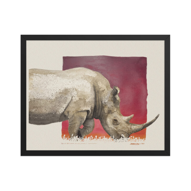 Framed poster, black rhino - Image 4