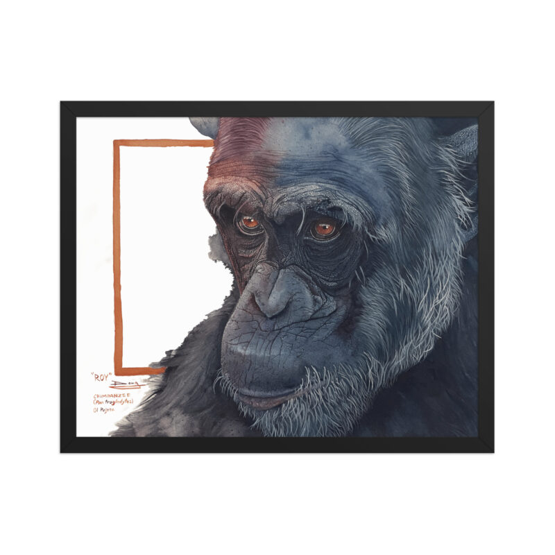Framed poster, "Roy" a chimp of Sweetwaters - Image 8
