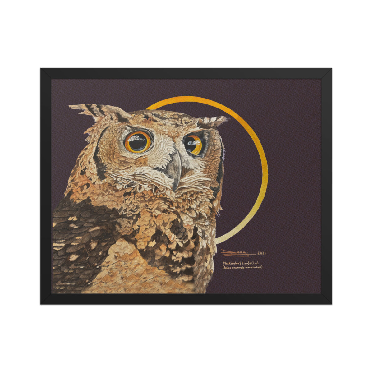 Framed poster, Mackinder's eagle owl - Image 8