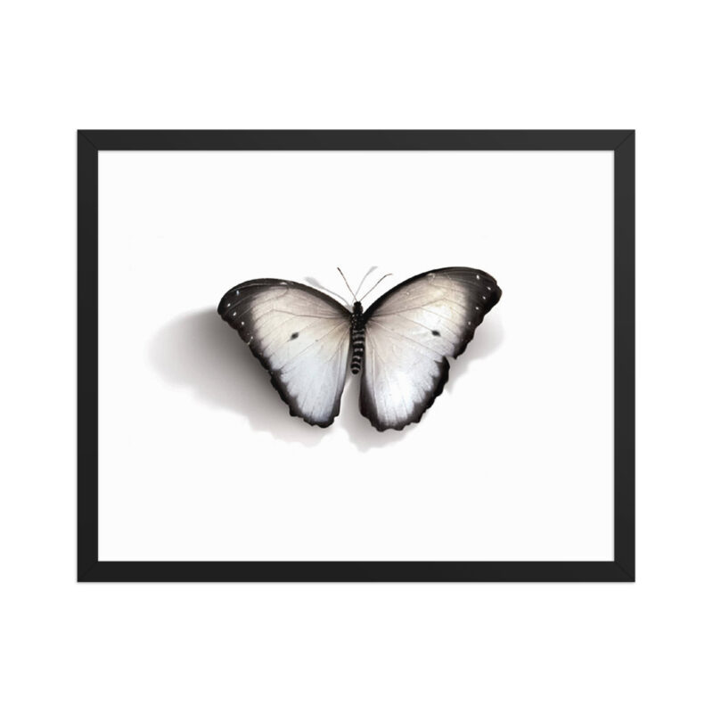 Framed poster, white butterfly - Image 8