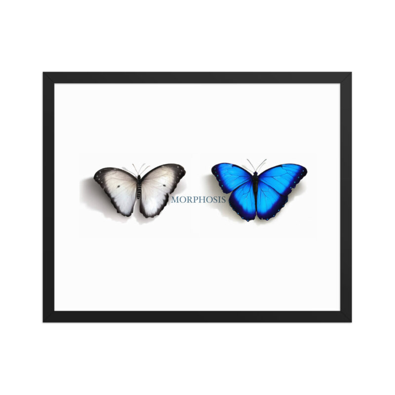 Framed poster, morpho (Morpho peleides) and white (Pieris rapae) butterflies: morphosis - Image 10