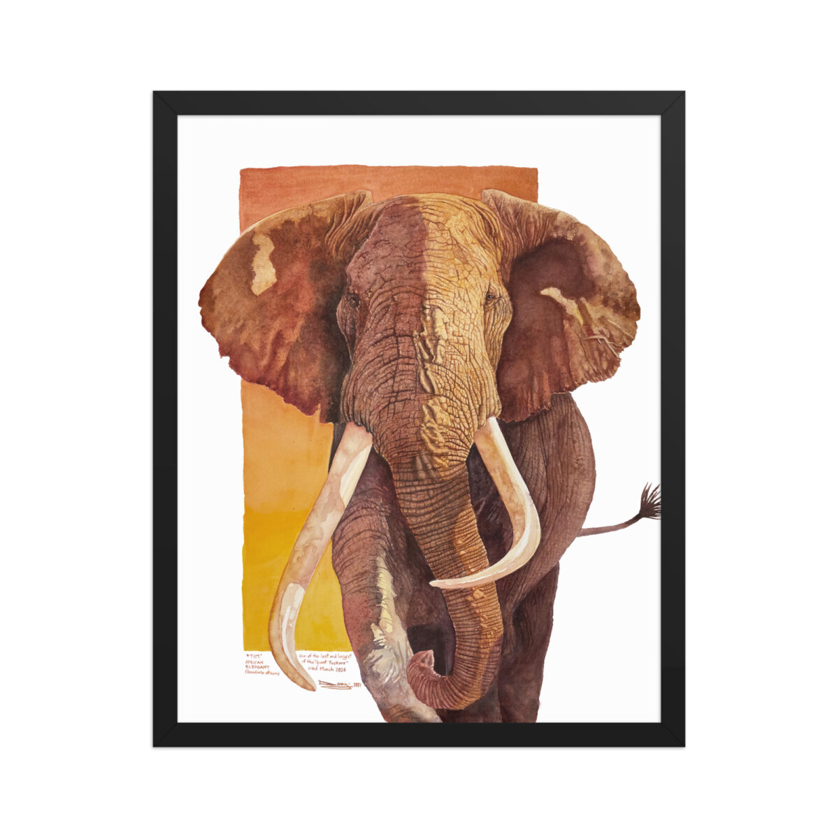 Framed poster, "Tim", one of the last of the giant tuskers - Image 8