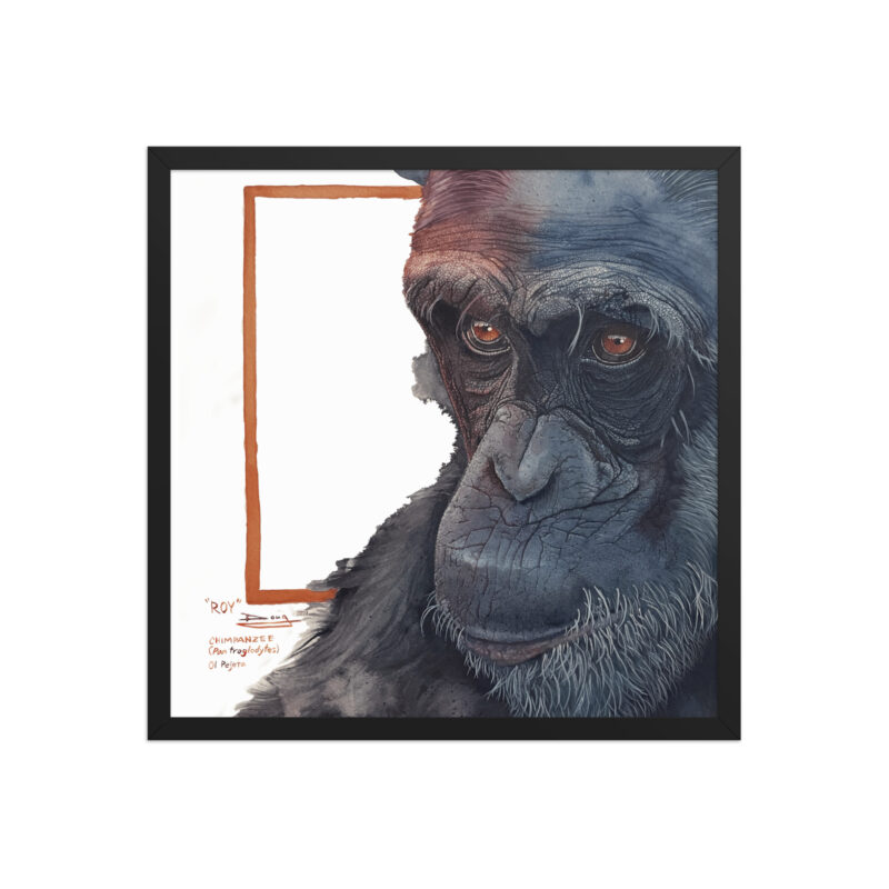 Framed poster, Roy, a chimp from Sweetwaters - Image 9
