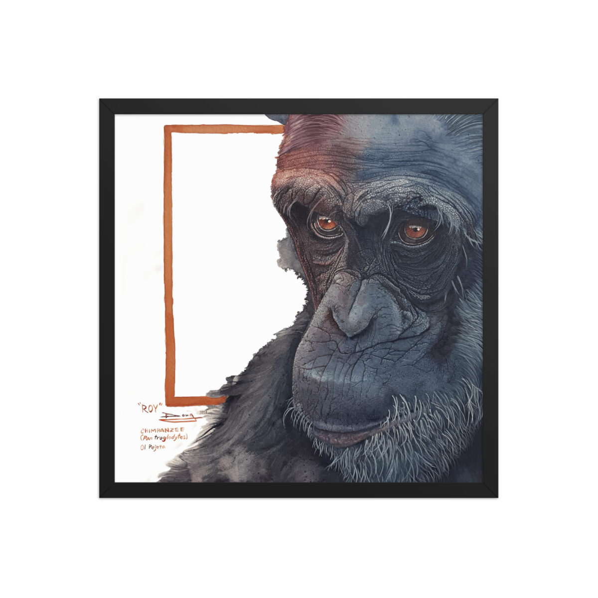 Framed poster, "Roy" a chimp of Sweetwaters - Image 9