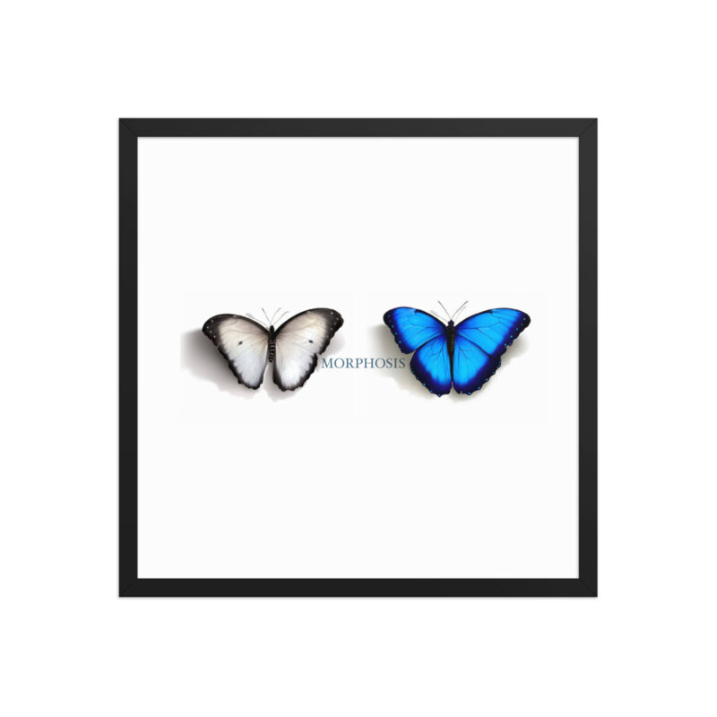 Framed poster, morpho (Morpho peleides) and white (Pieris rapae) butterflies: morphosis - Image 11