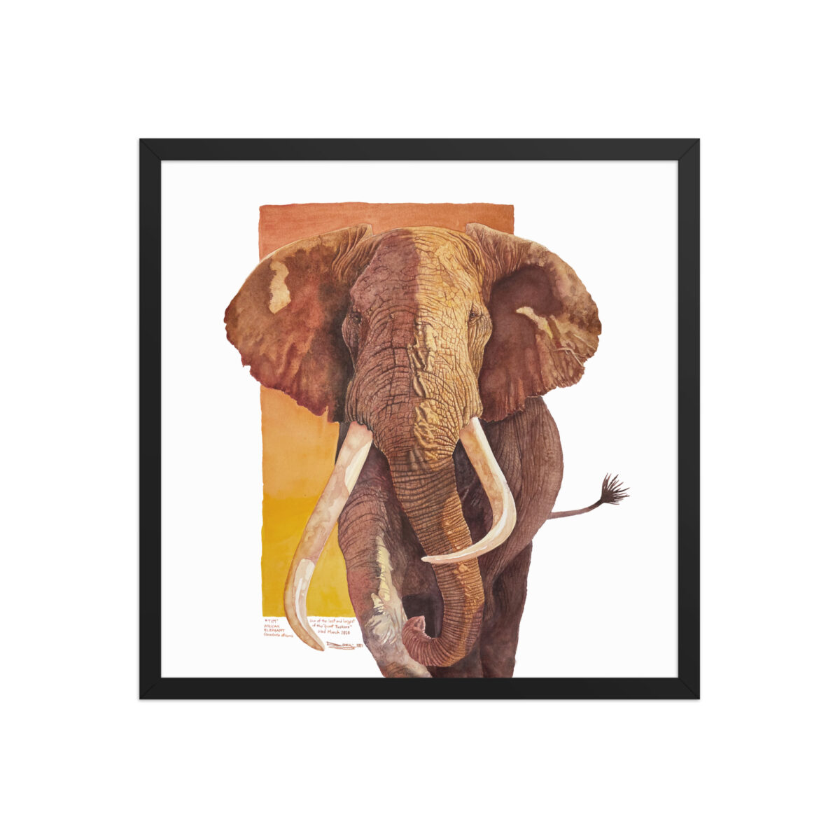 Framed poster, "Tim", one of the last of the giant tuskers - Image 9