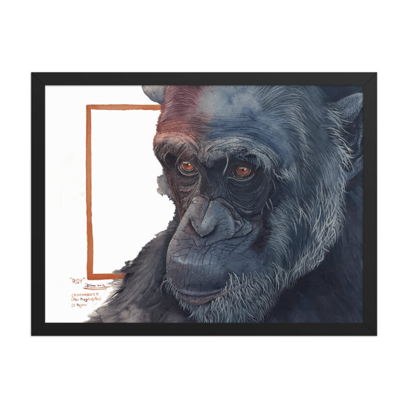 Framed poster, Roy, a chimp from Sweetwaters - Image 10