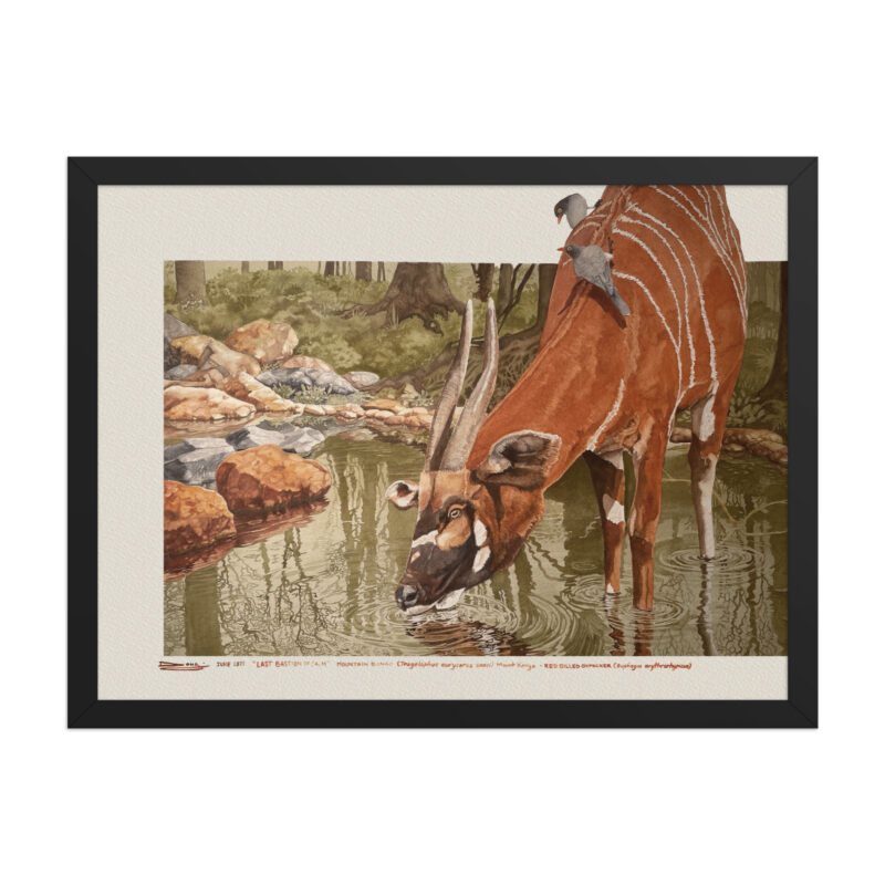 Framed poster, save the bongo - Image 5