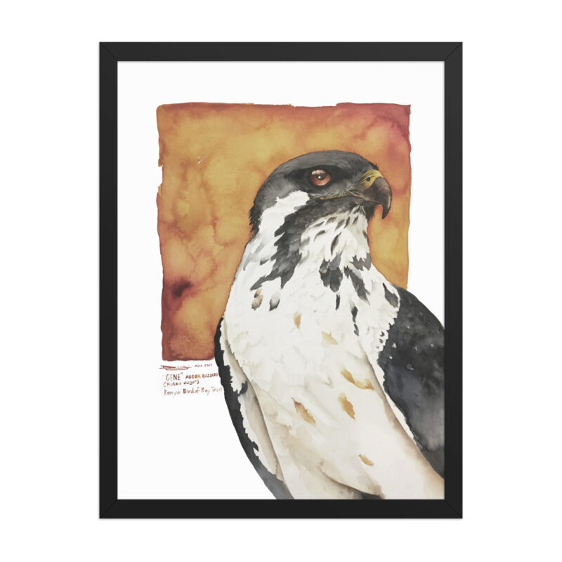 Framed poster, "Gene" the augur buzzard - Image 8