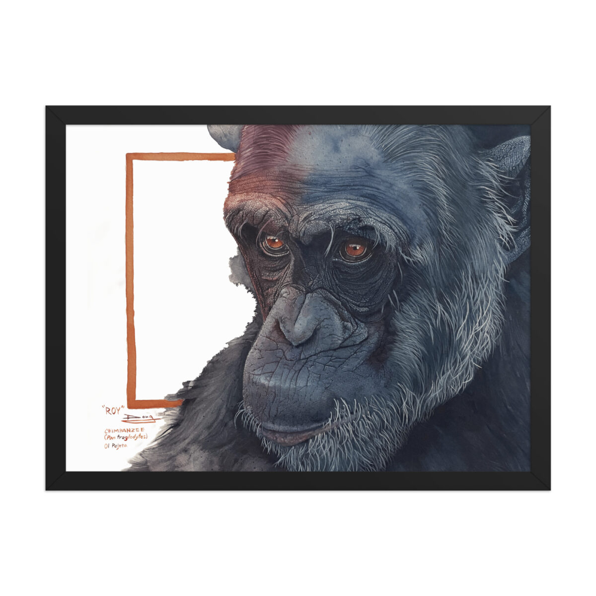 Framed poster, "Roy" a chimp of Sweetwaters - Image 10