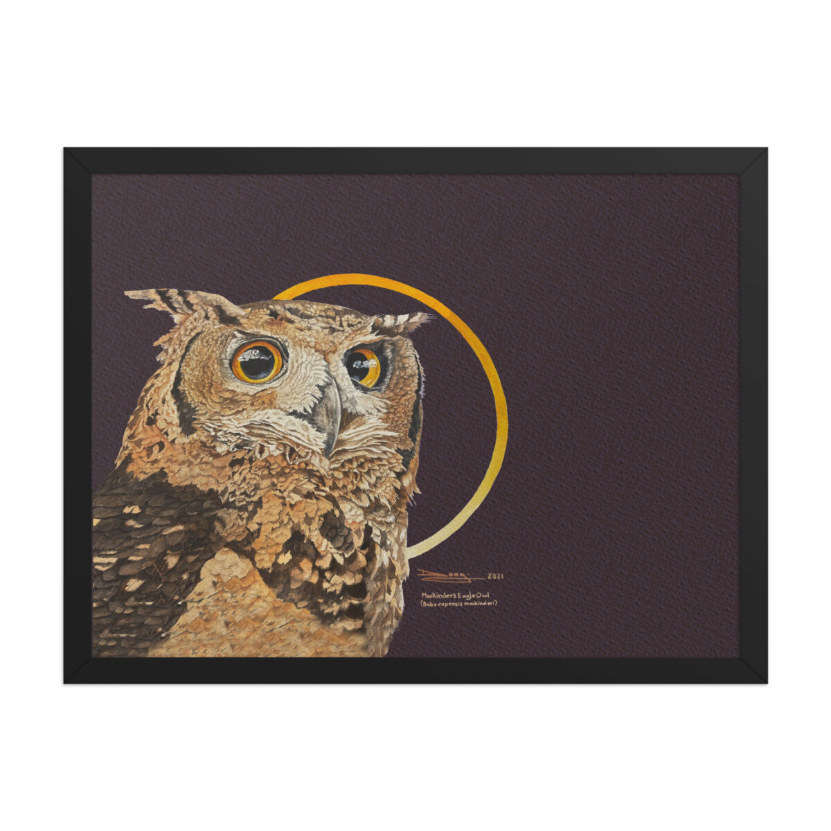 Framed poster, Mackinder's eagle owl - Image 10
