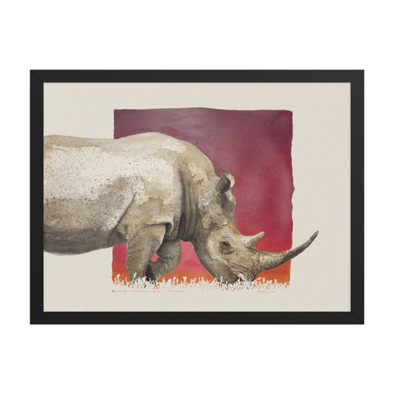 Framed poster, black rhino,Ol Pejeta - Image 5