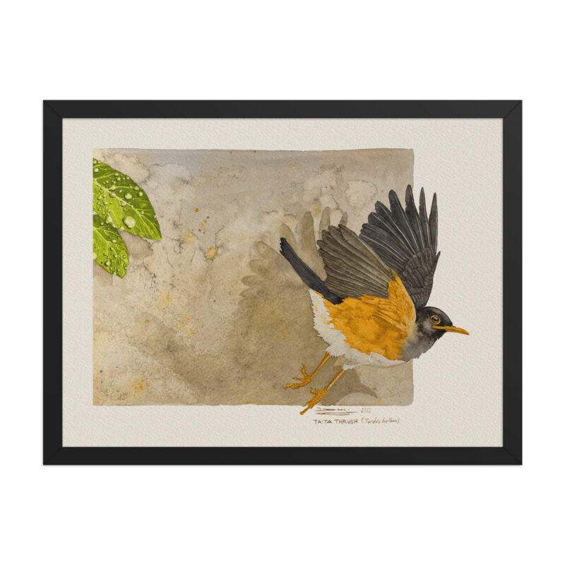 Framed poster,  Taita thrush - Image 5