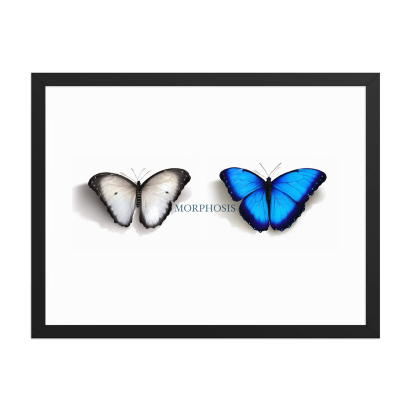 Framed poster, morpho (Morpho peleides) and white (Pieris rapae) butterflies: morphosis - Image 12