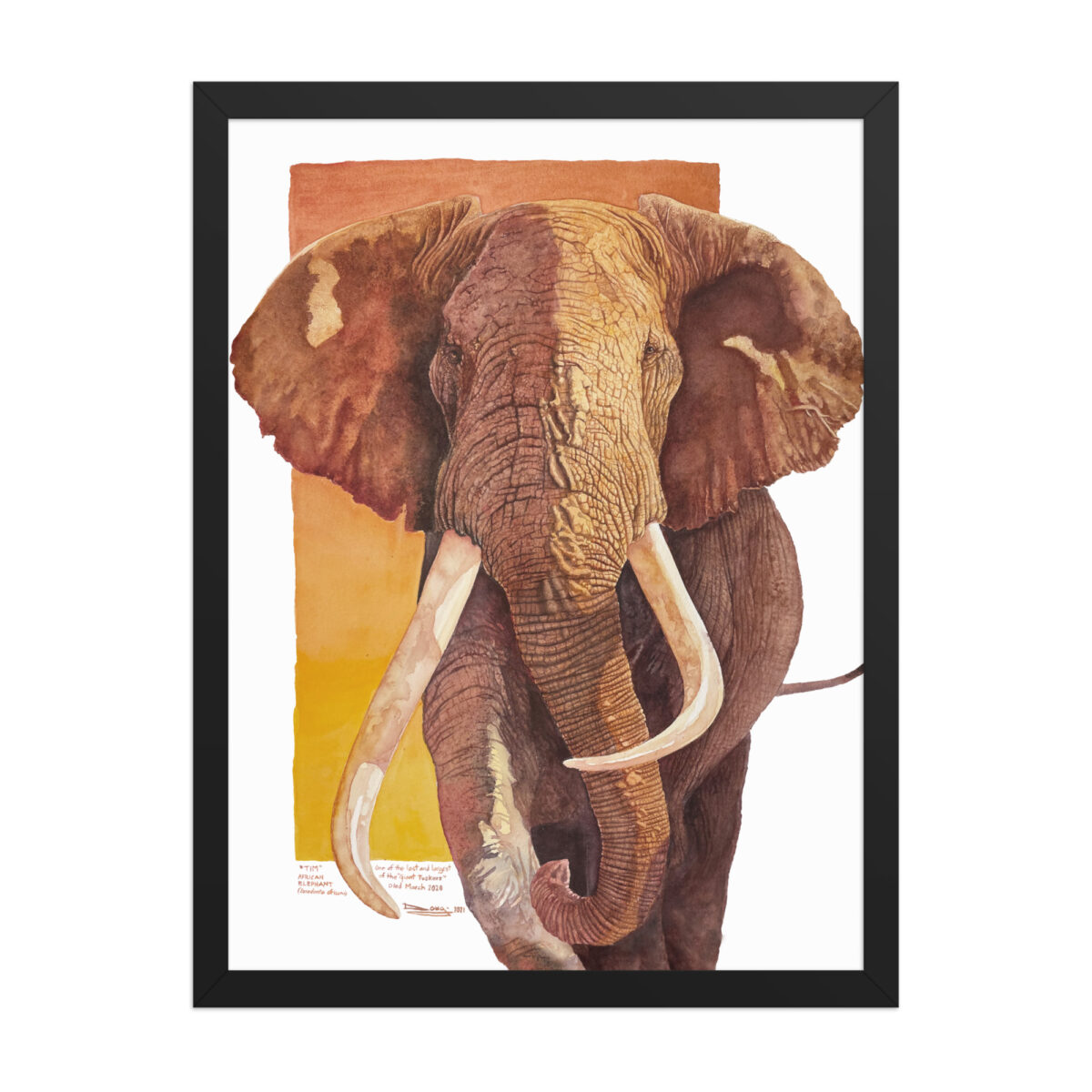 Framed poster, "Tim", one of the last of the giant tuskers - Image 10