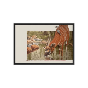 Framed poster, Mountain bongo