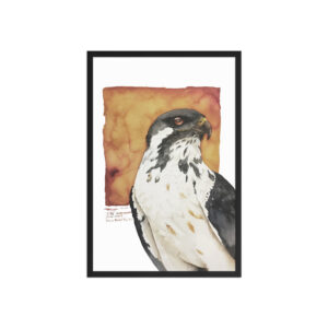Framed poster, "Gene" the augur buzzard from KBOPT