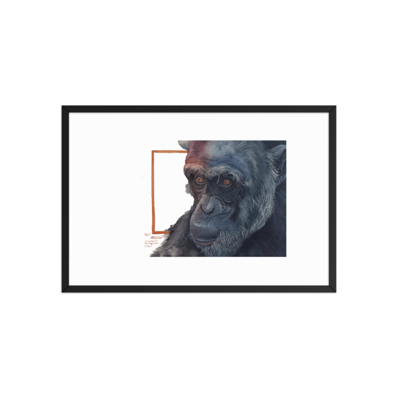 Framed poster, Roy, a chimp from Sweetwaters - Image 11