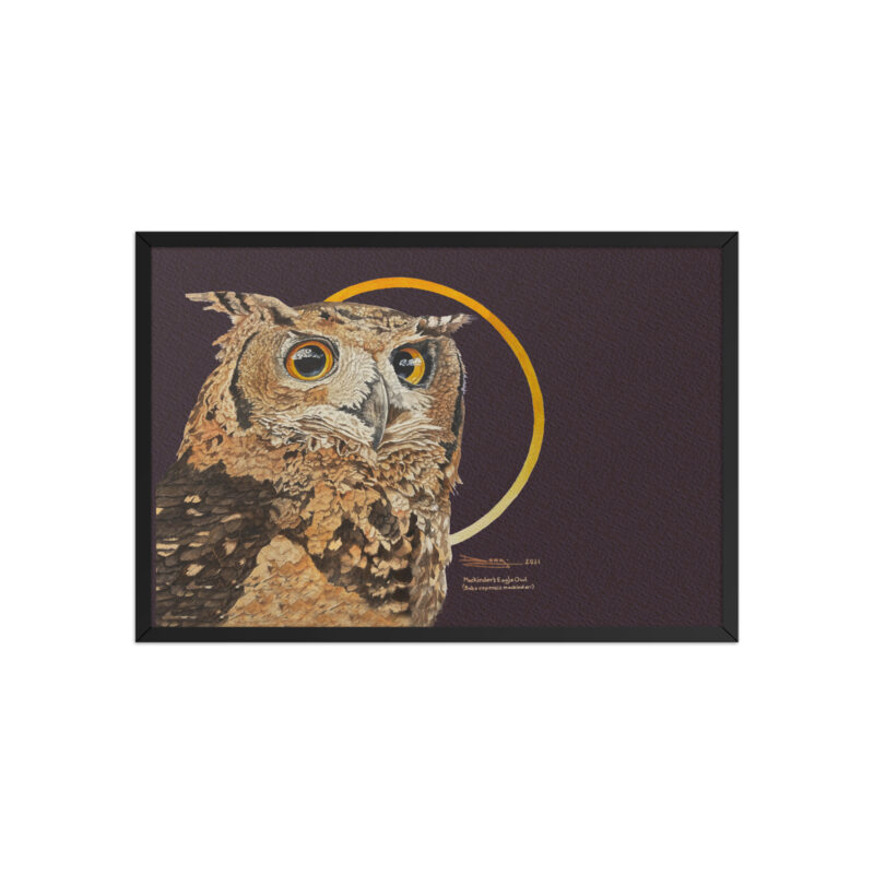 Framed poster, Mackinder's eagle owl - Image 11