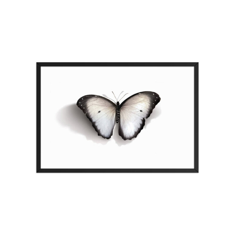 Framed poster, white butterfly - Image 11
