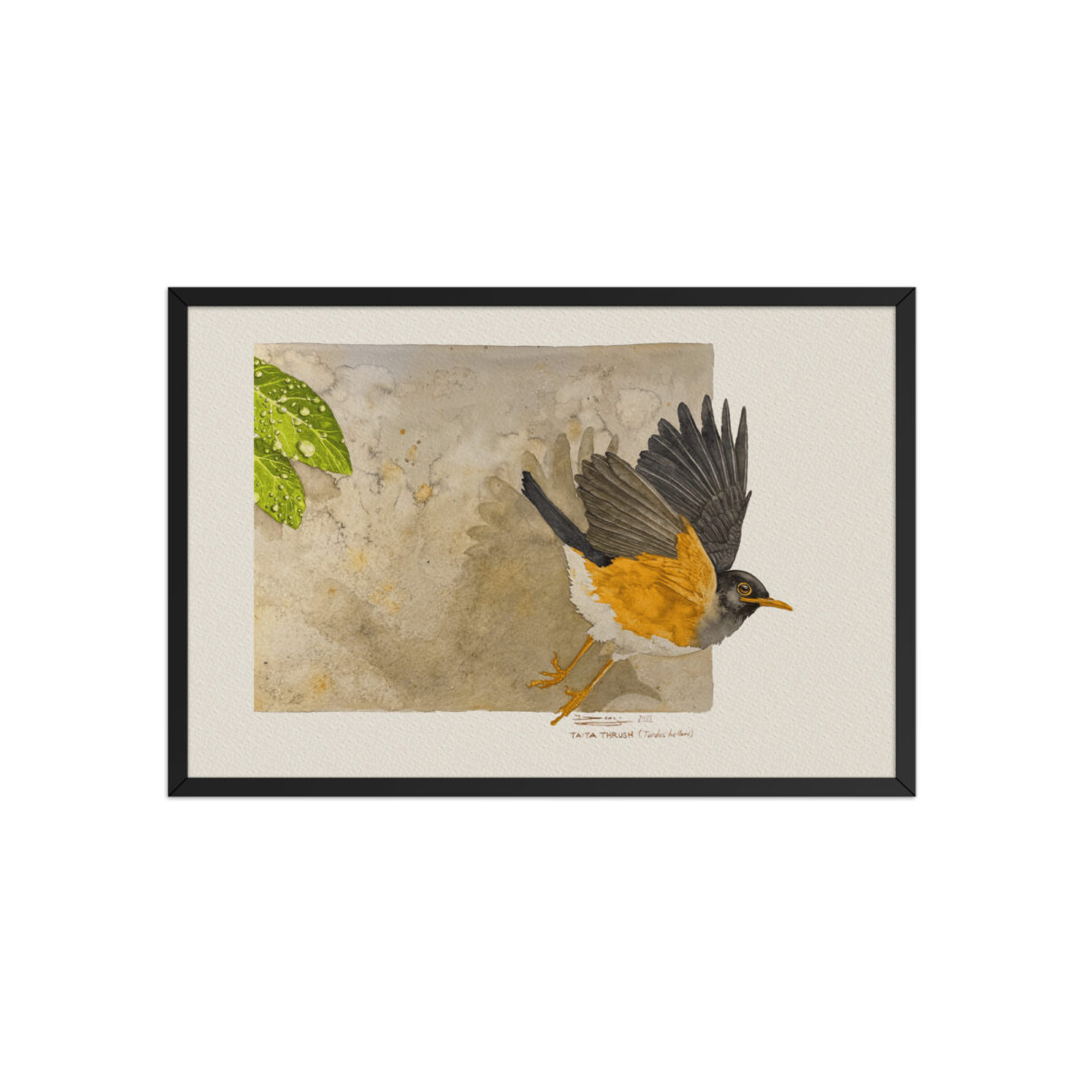 Framed poster,  Taita thrush - Image 6