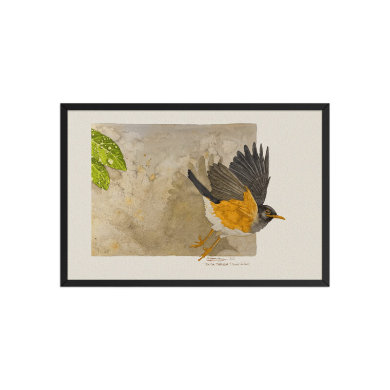 Framed poster,  Taita thrush - Image 6