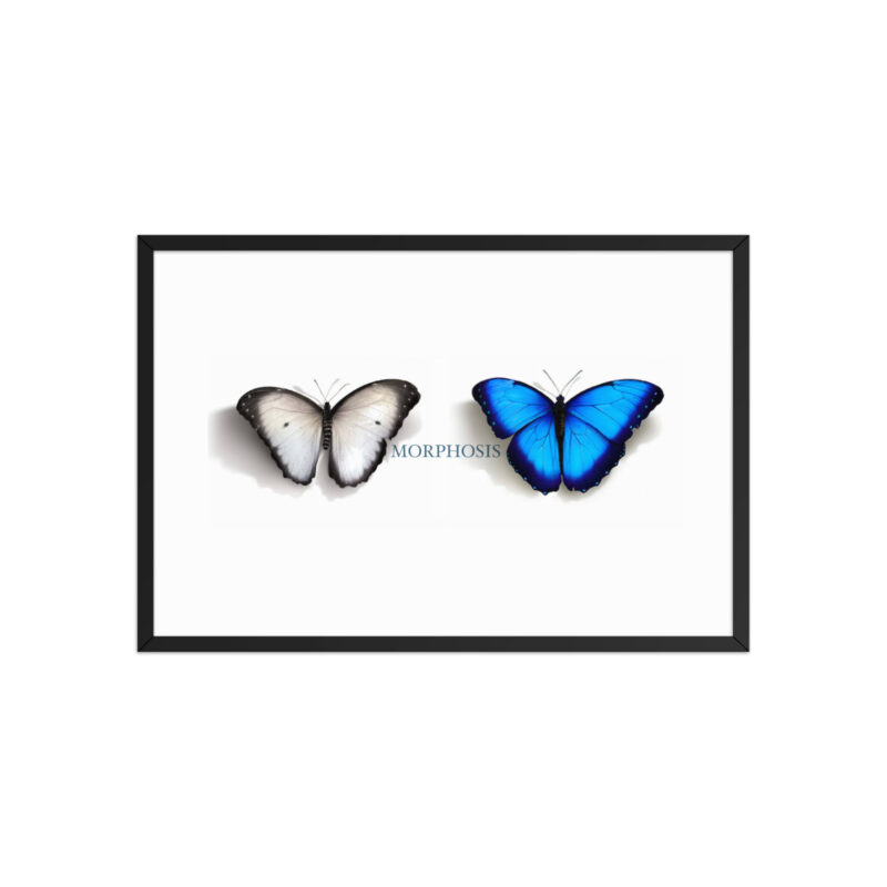 Framed poster, morpho (Morpho peleides) and white (Pieris rapae) butterflies: morphosis - Image 13
