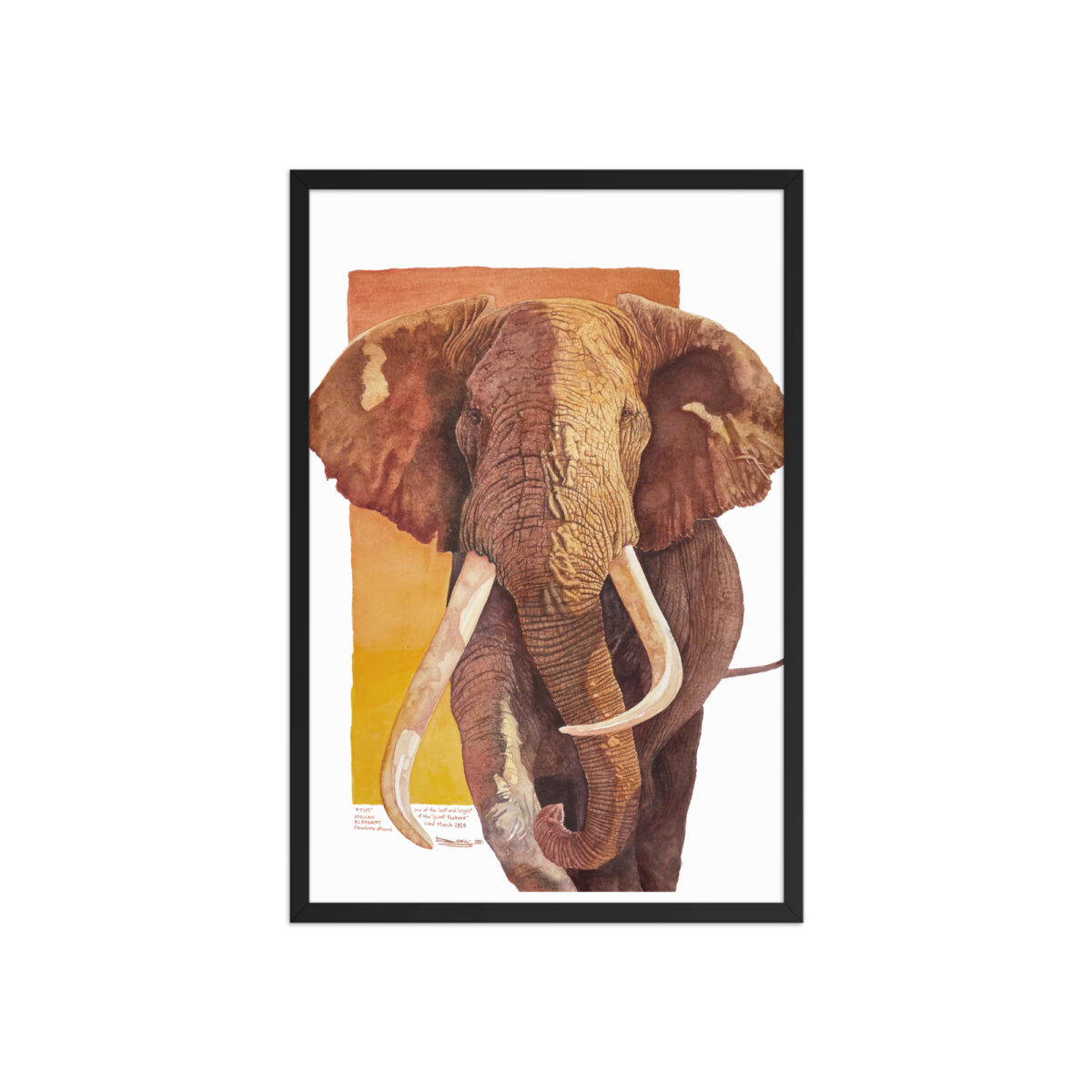 Framed poster, "Tim", one of the last of the giant tuskers - Image 11