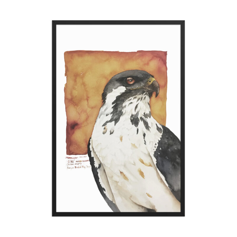 Framed poster, "Gene" the augur buzzard from KBOPT - Image 9