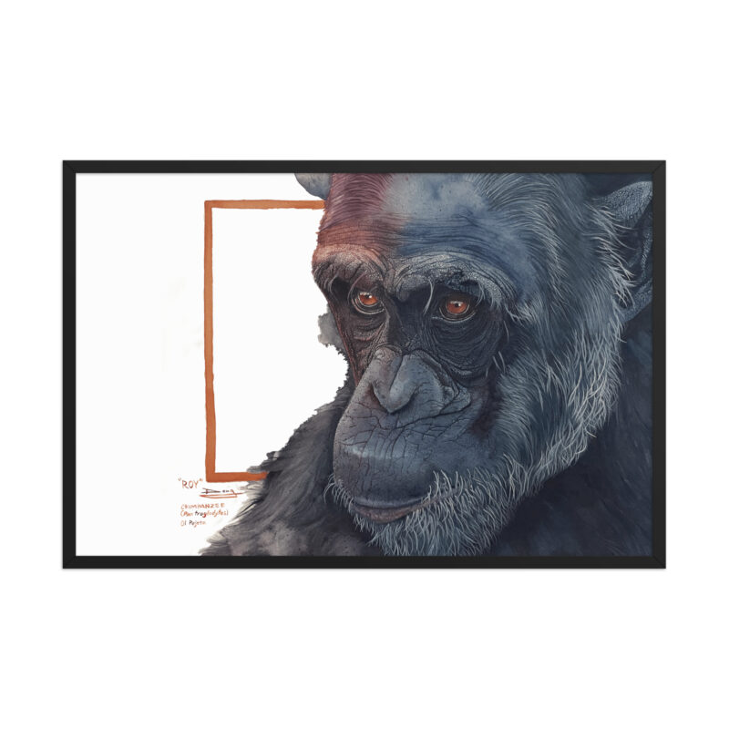 Framed poster, Roy, a chimp from Sweetwaters - Image 12