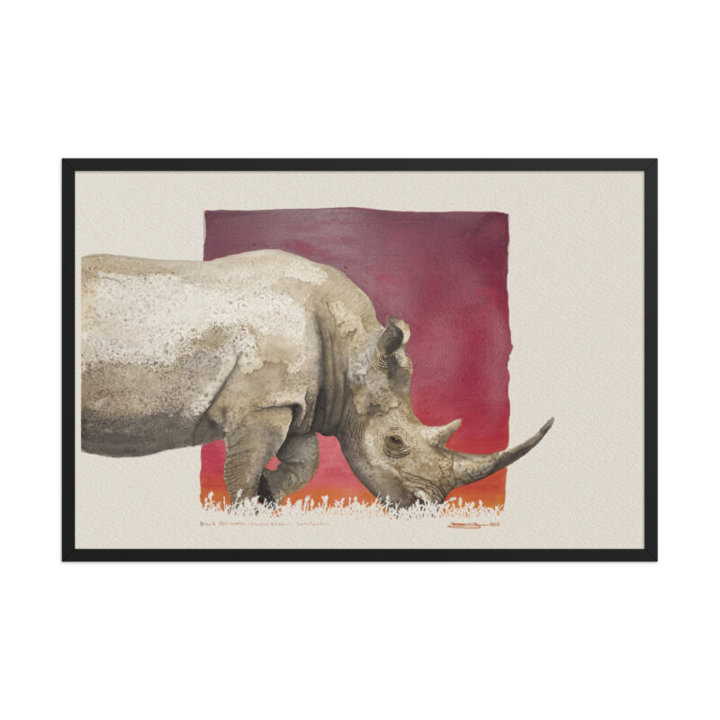 Framed poster, black rhino - Image 7