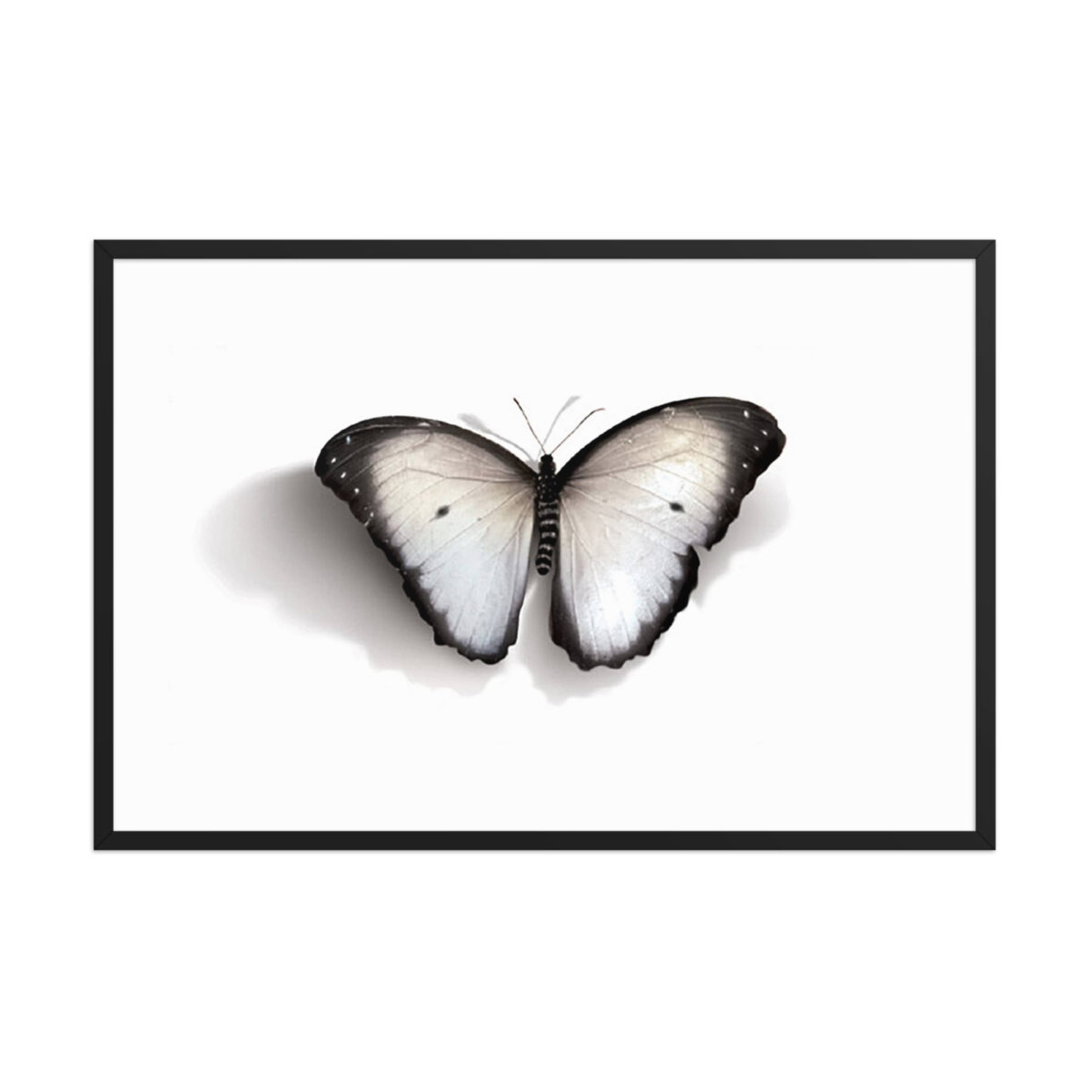 Framed poster, white butterfly - Image 12