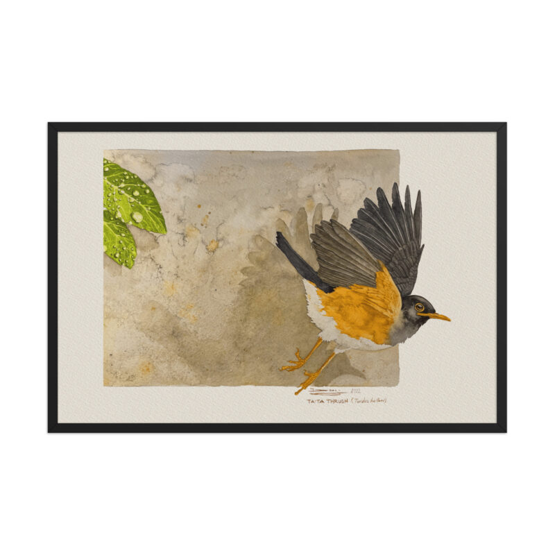 Framed poster,  Taita thrush - Image 7