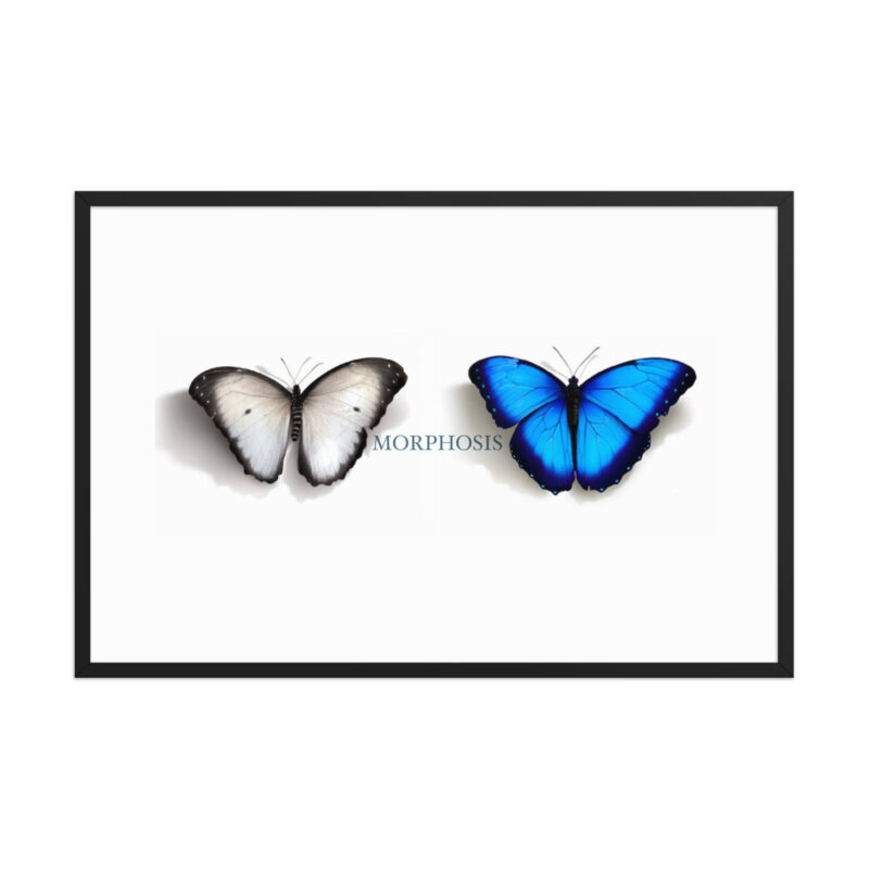 Framed poster, morpho (Morpho peleides) and white (Pieris rapae) butterflies: morphosis - Image 14