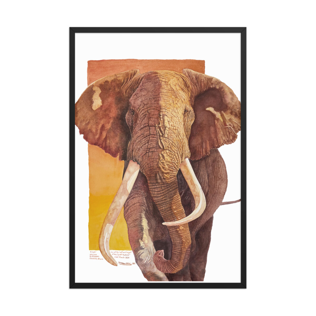 Framed poster, "Tim", one of the last of the giant tuskers - Image 12