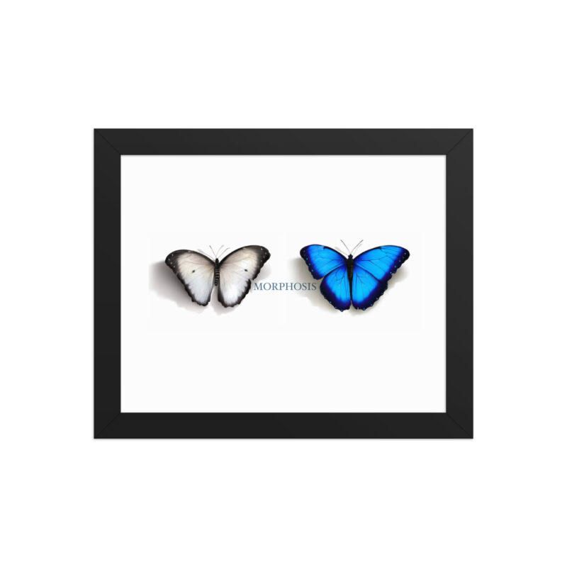 Framed poster, morpho (Morpho peleides) and white (Pieris rapae) butterflies: morphosis - Image 2