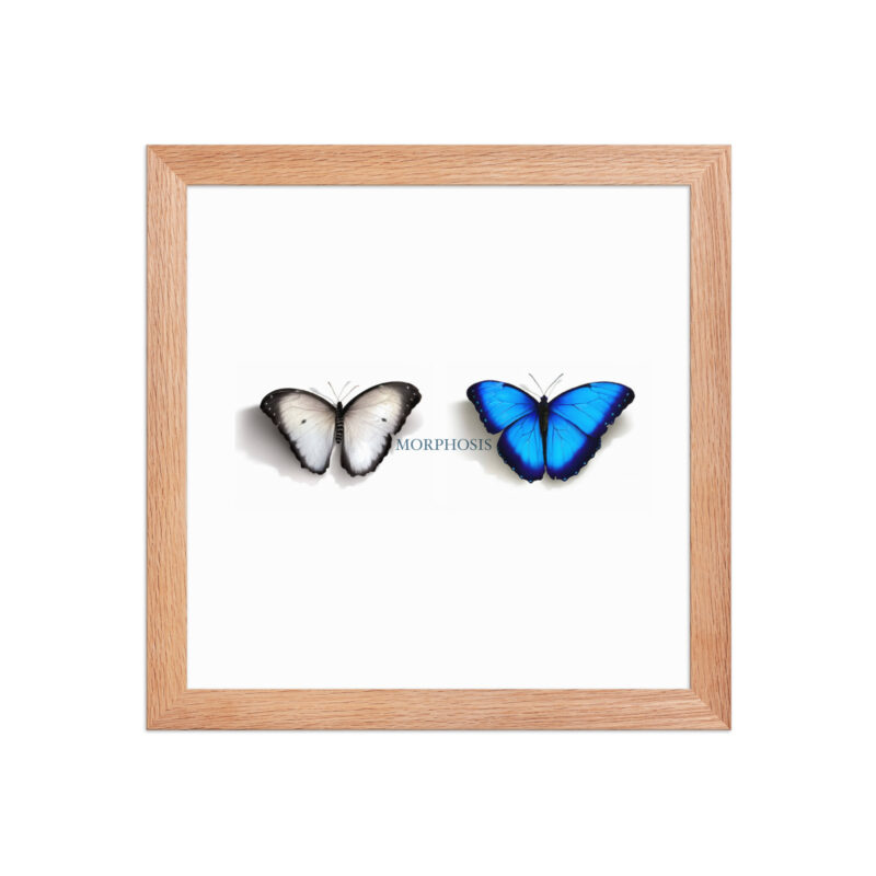 Framed poster, morpho (Morpho peleides) and white (Pieris rapae) butterflies: morphosis - Image 16