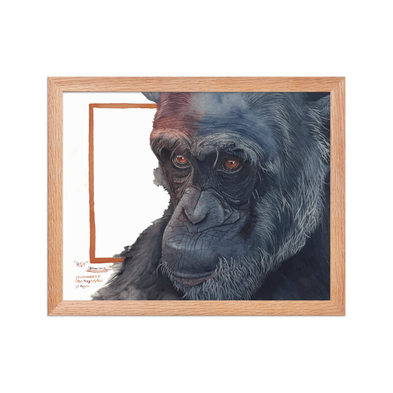 Framed poster, Roy, a chimp from Sweetwaters - Image 13