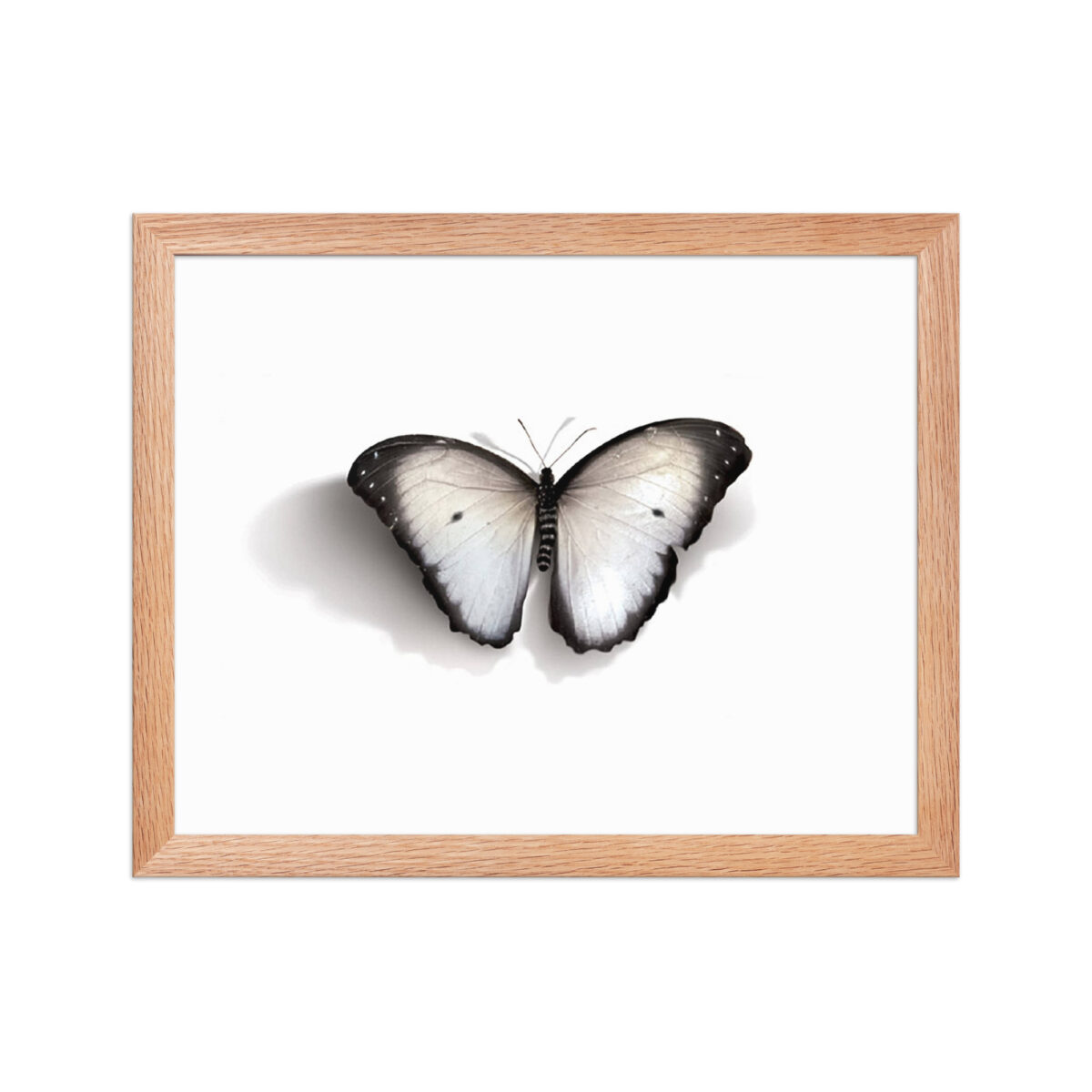 Framed poster, white butterfly