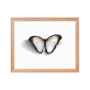 Framed poster, white butterfly