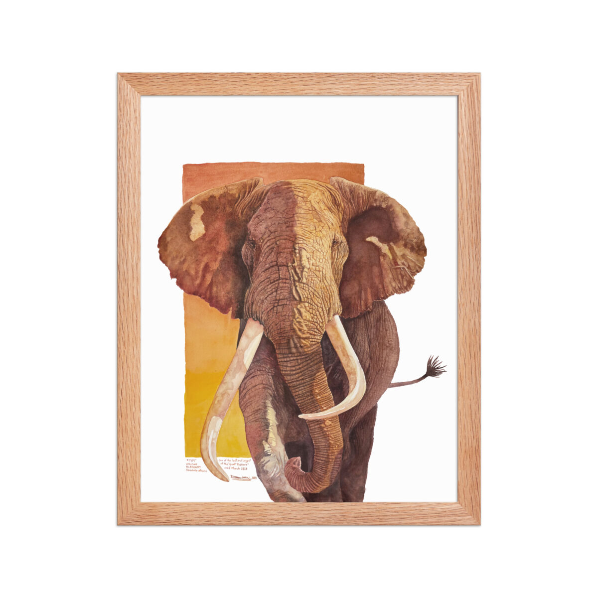 Framed poster, "Tim", one of the last of the giant tuskers - Image 13