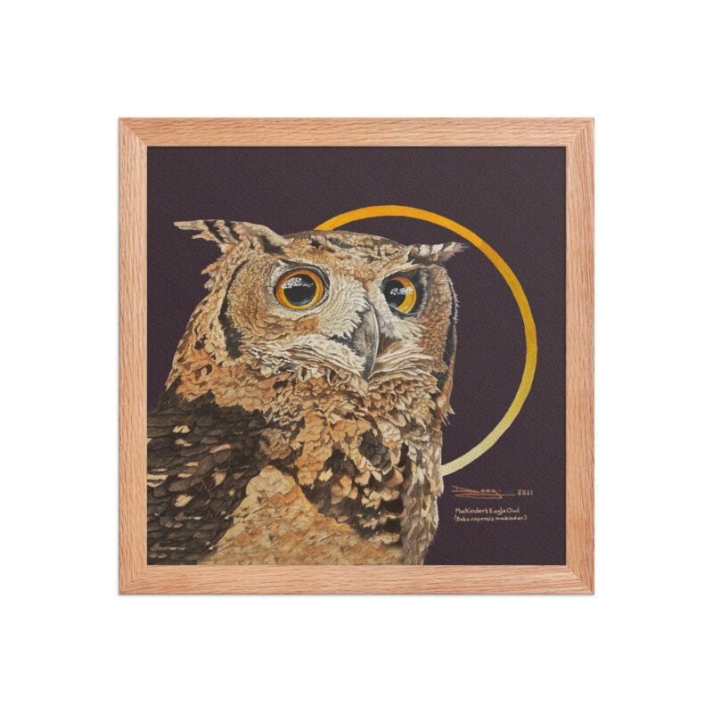 Framed poster, Mackinder's eagle owl - Image 14