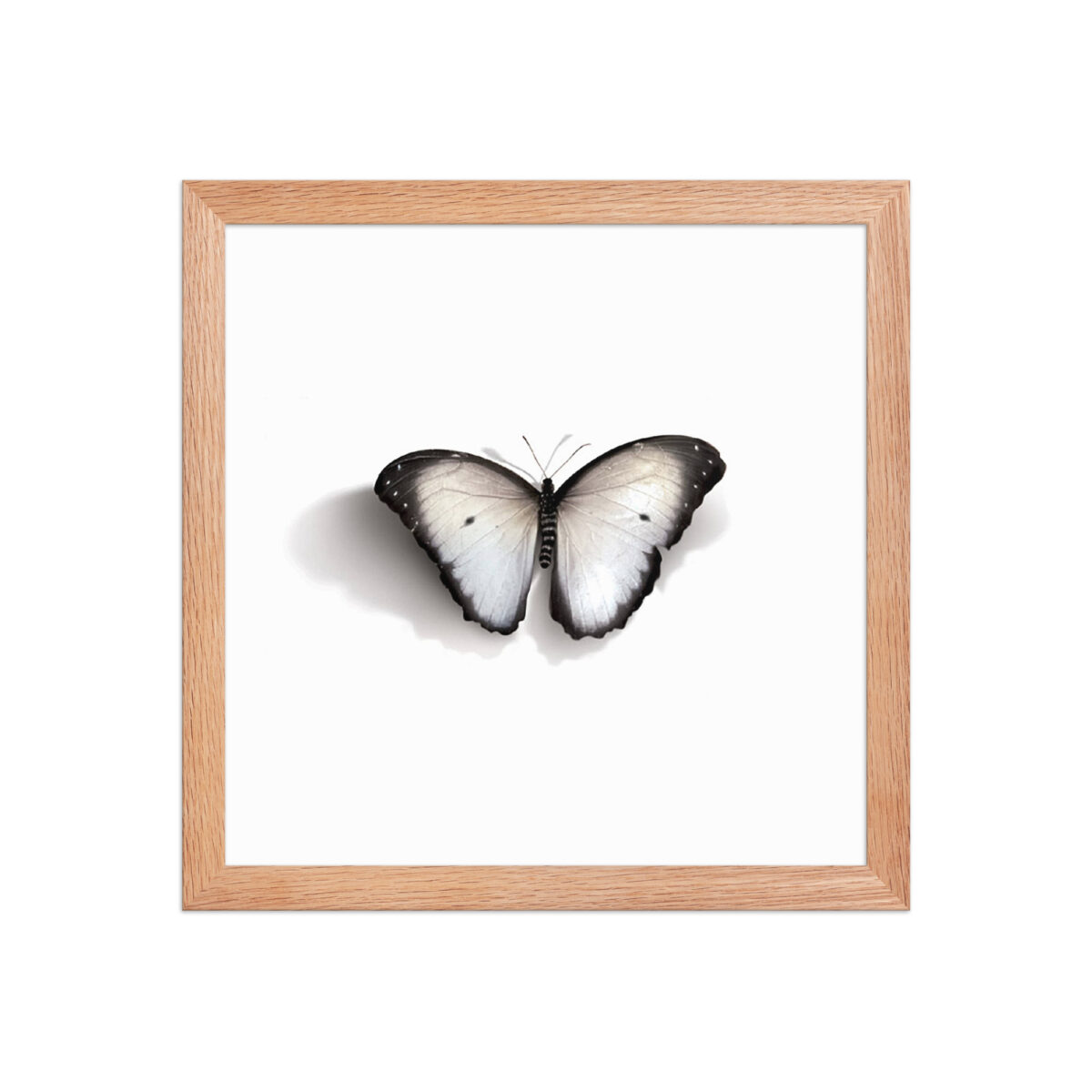 Framed poster, white butterfly - Image 13